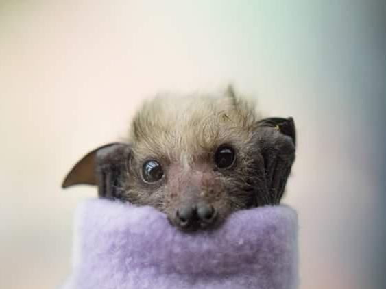Adorable bat