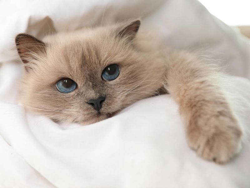 Adorable Birman cat under blanket