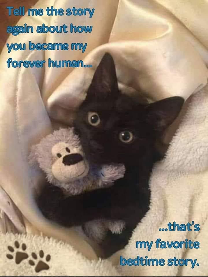 Adorable black kitten holding a stuffed animal