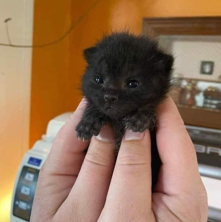 Adorable black kitten