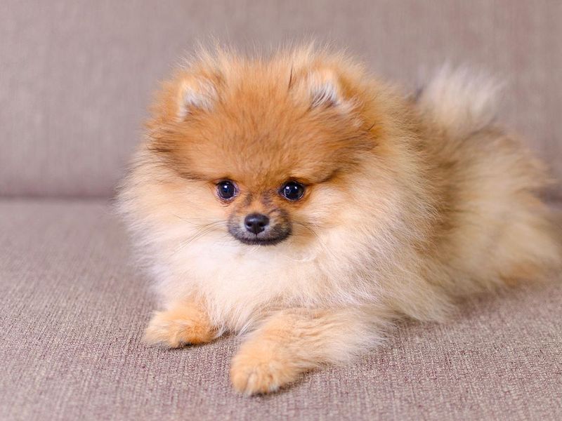 Adorable fluffy pomeranian puppy lying on the couch