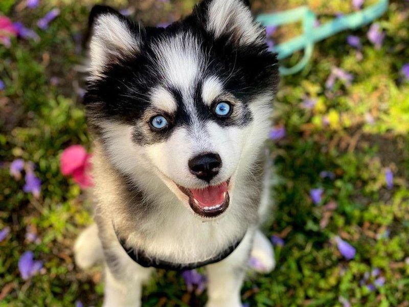 Adorable husky mix with blue eyes