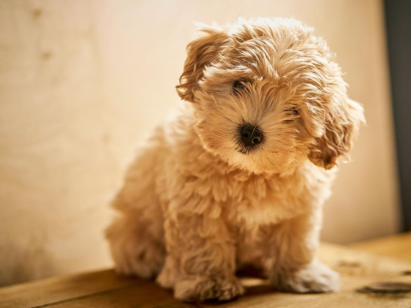 Adorable little maltipoo puppy on wooden table
