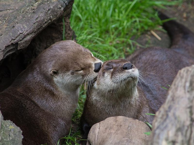 Adorable otters at the zoo