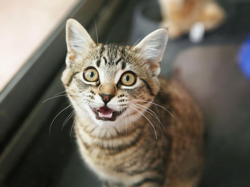 Adorable tabby kitten looking up and meowing