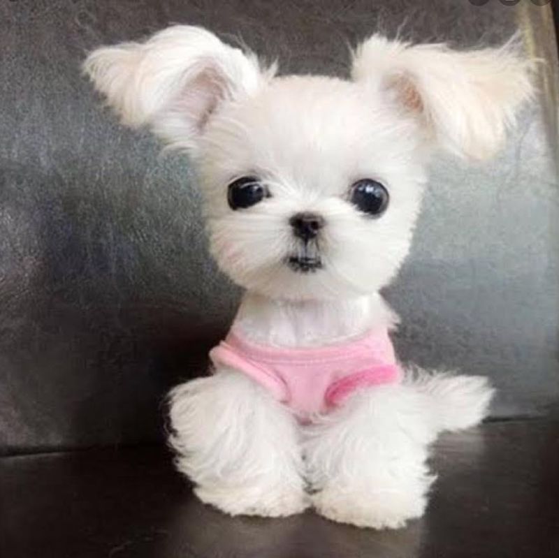 Adorable white teacup pup