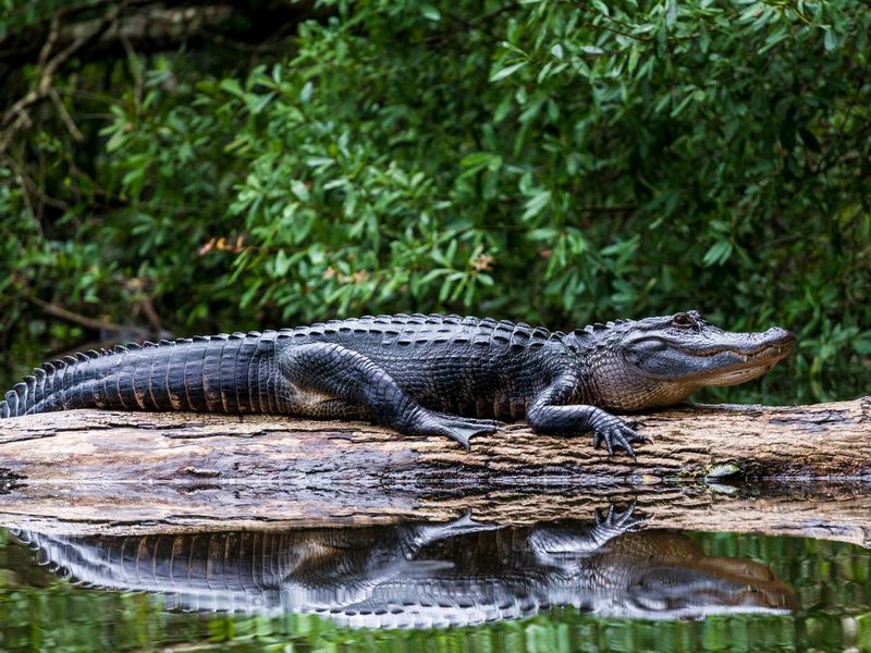 Adult alligator in the Everglades