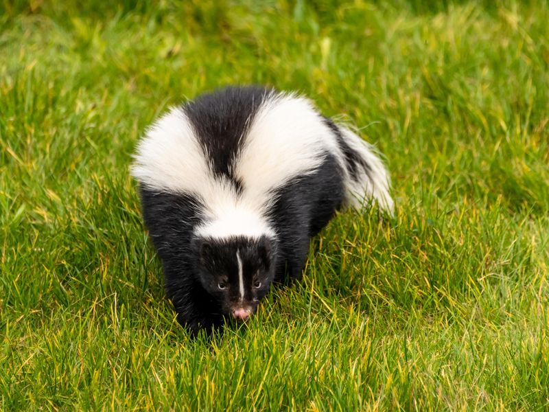 Adult skunk in grass