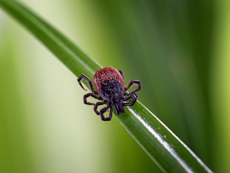 Adult tick on blade of grass