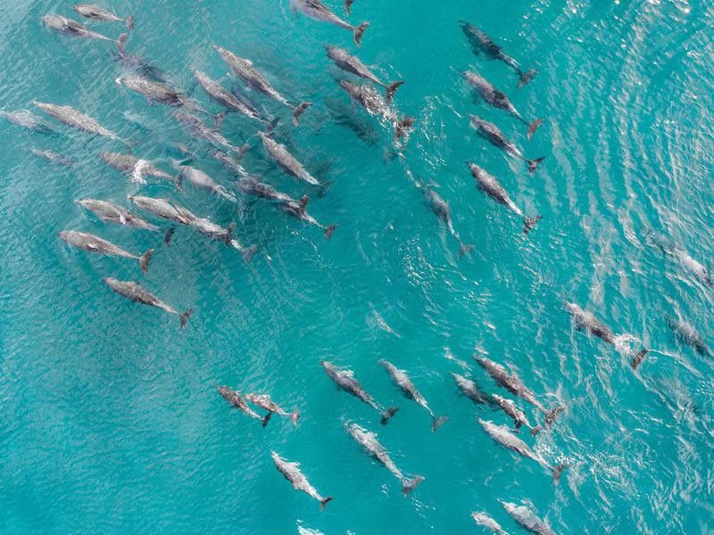 Aerial shot of a school of dolphins