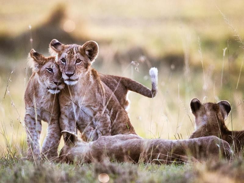 Affectionate lion cubs in nature