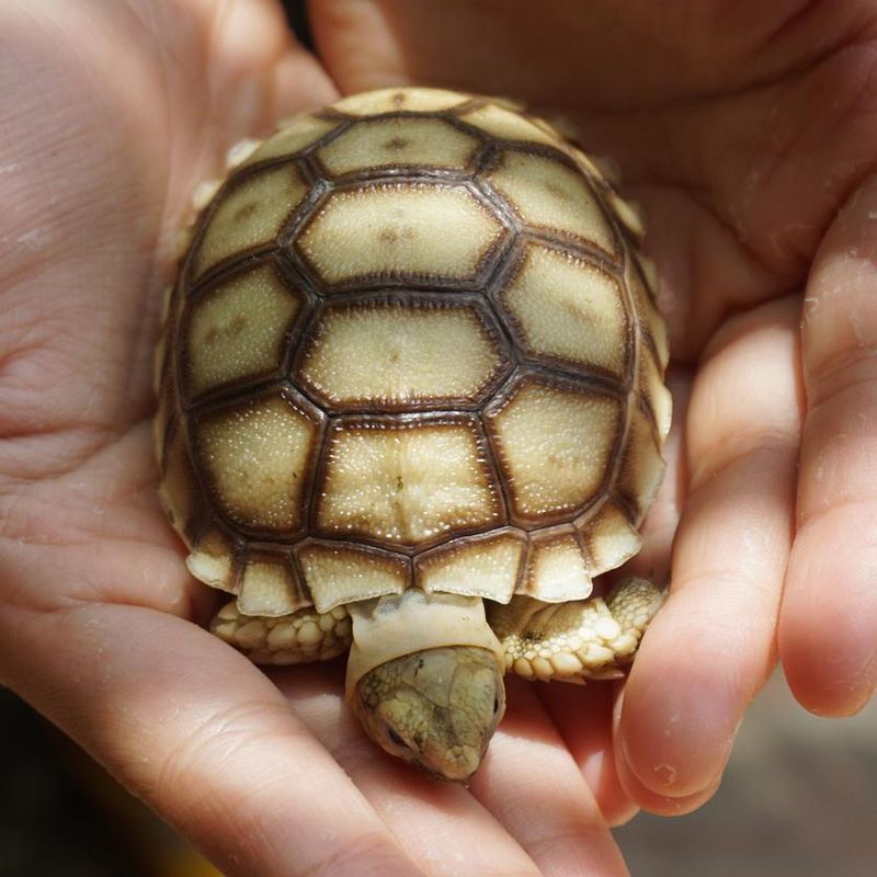 Africa spurred tortoise being born