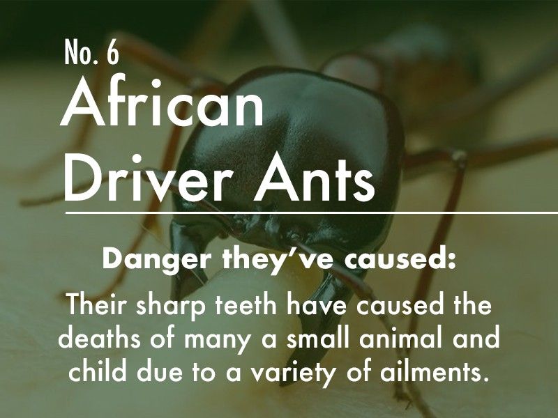 African Driver Ant dangers