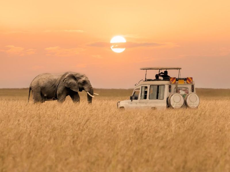African elephant walking with tourist car stop by watching during sunset at Masai Mara National Reserve Kenya.