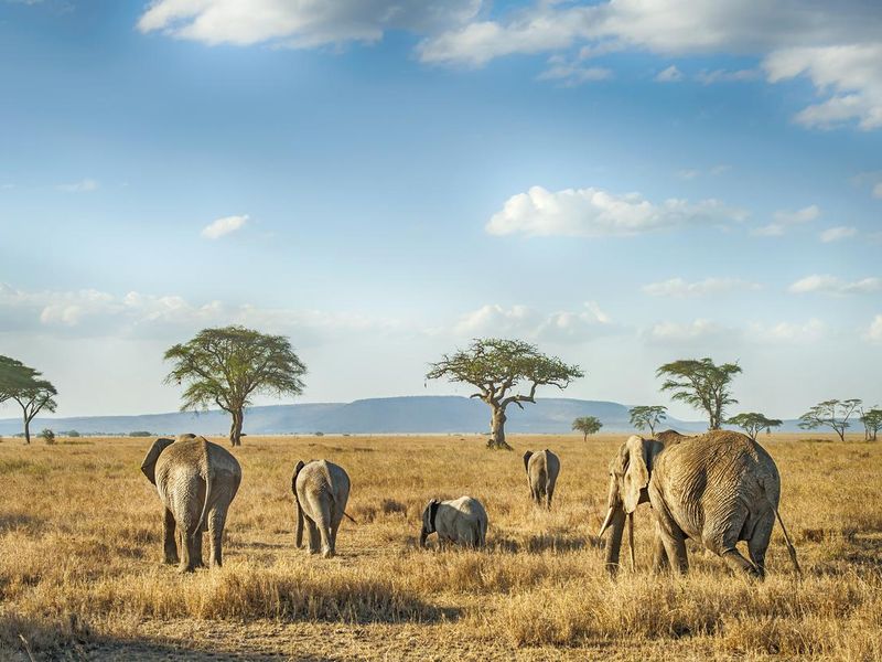 African Elephants in the plains of Serengeti, Tanzania