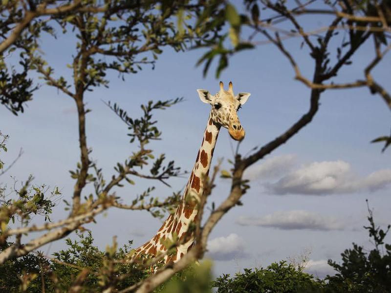 African giraffe