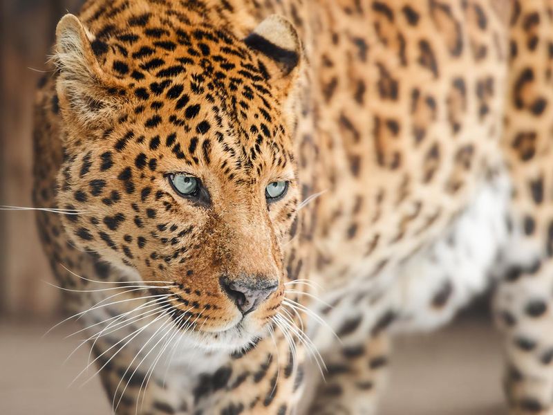 African leopard dangerous animal
