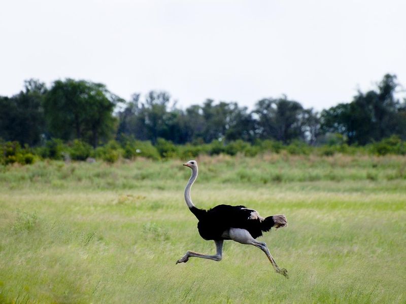 African Ostrich Running