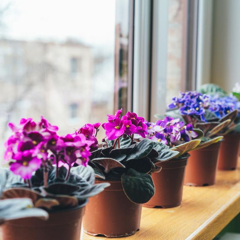 African violet. Home mini potted plants on the windowsill. Flowering saintpaulias. Selective focus.