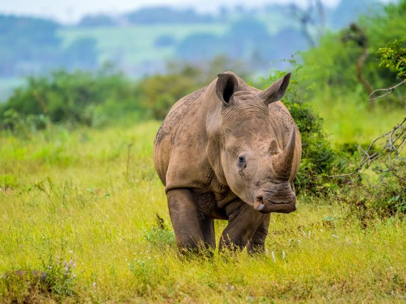 African white rhinoceros in a South African game reserve