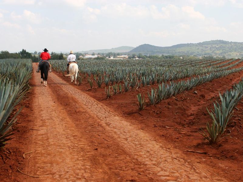 Agave plantation in Mexico