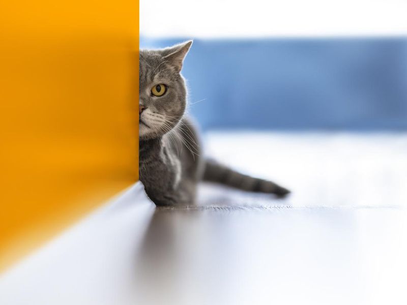 Aggressive British shorthair cat looking with one eye from behind the wall