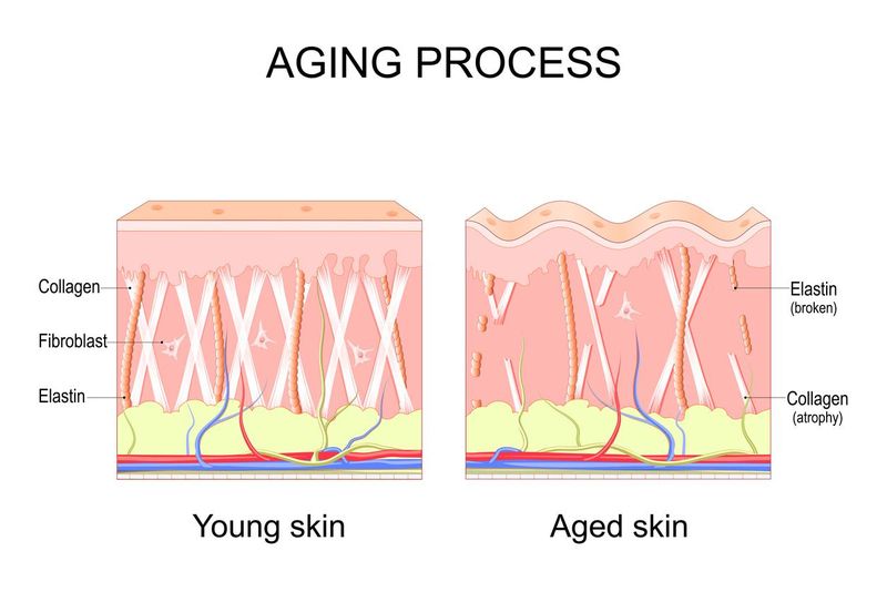 Aging process. Comparison of young and aged skin.