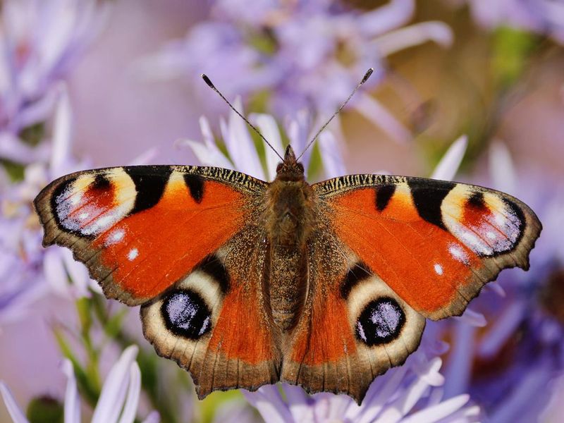 Aglais io or European Peacock Butterfly