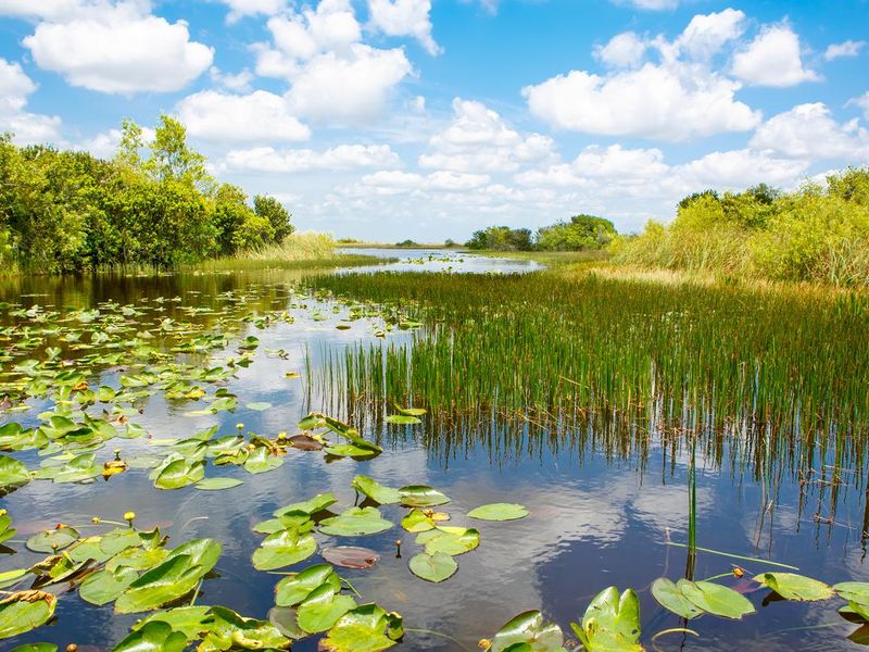 Airboat ride at Everglades National Park