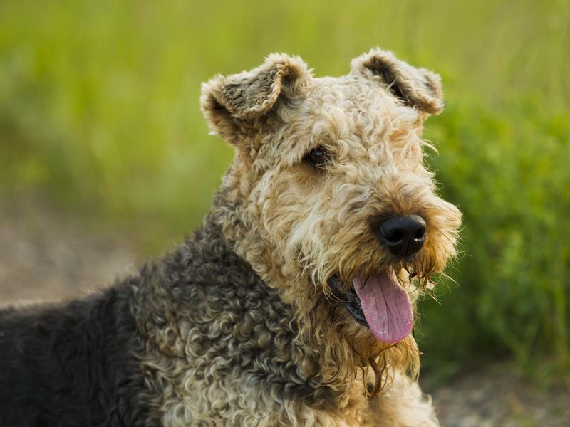 Airedale sticking out tongue