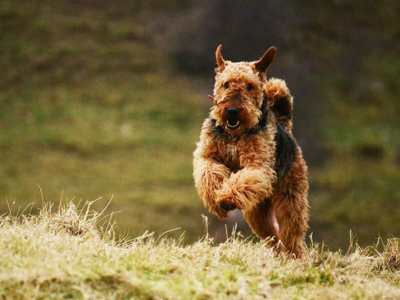 Airedale Terrier Overview