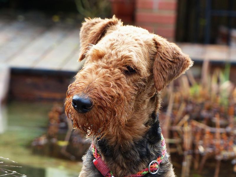 Airedale terrier playing