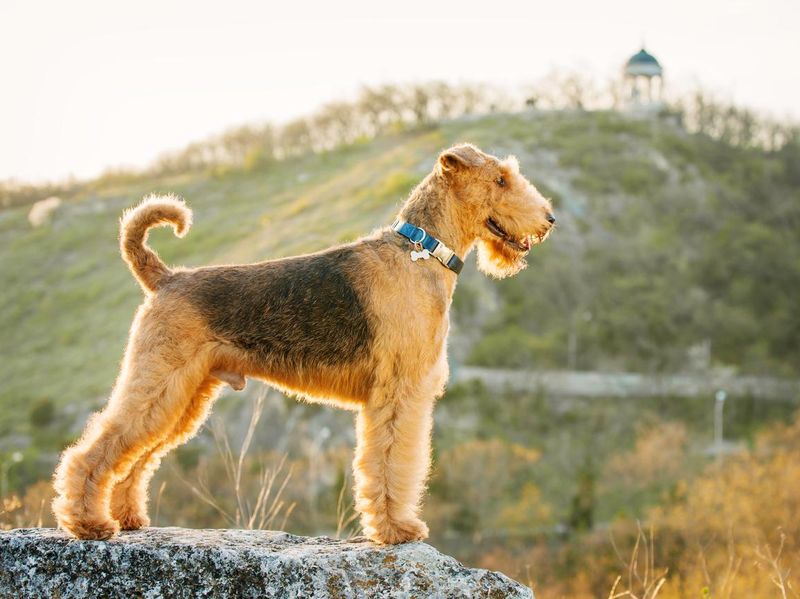 Airedale terrier standing tall