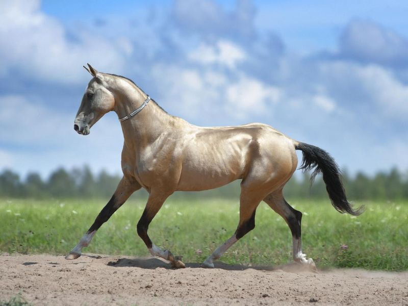 Akhal-Teke gallop