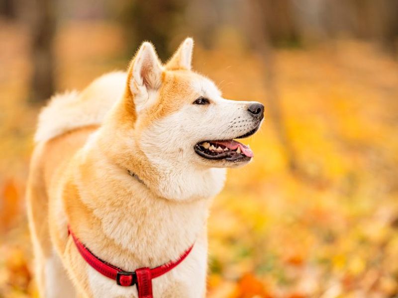 Akita inu dog in the park, on his best behavior