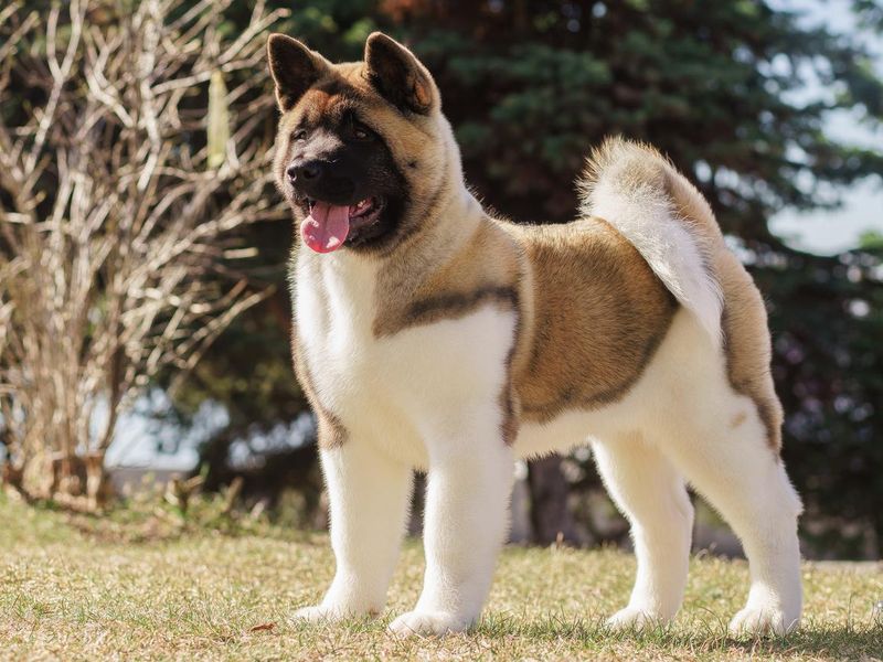 Akita, least obedient dog breed