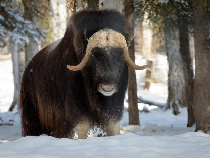Alaska Musk Oxen