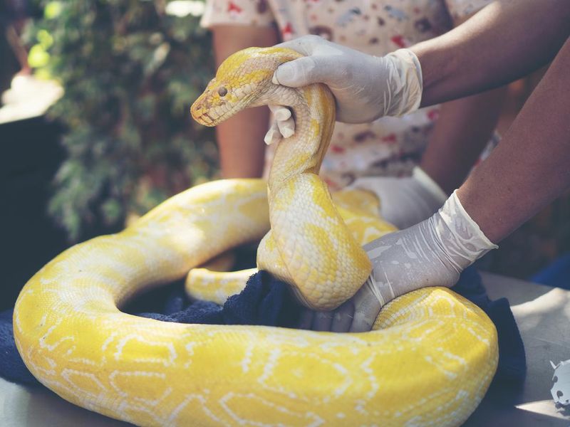 Albino Burmese python, a huge snake