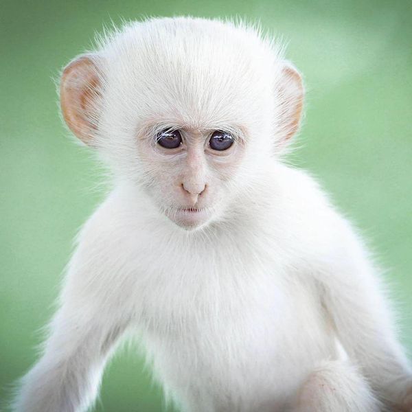 Amazing Albino Animals We Didn’t Know Existed