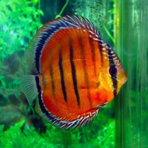 Alenquer Red Discus Fish