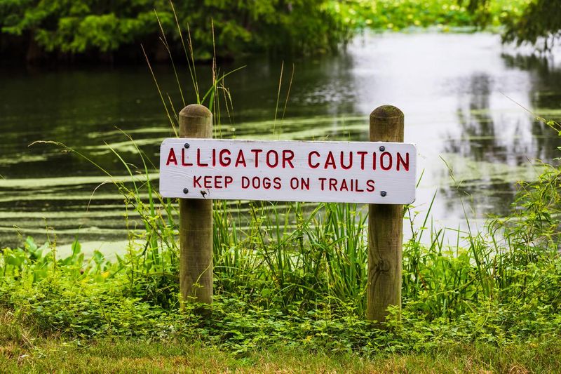 Alligator caution sign warning people to keep pets safe