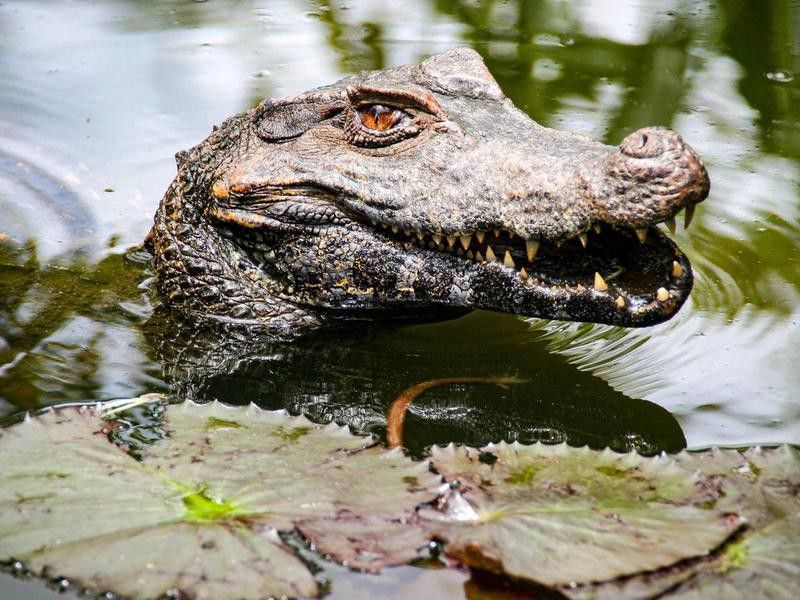 Alligator in Orinoco River