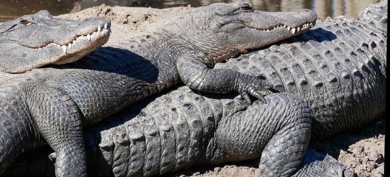 Alligators on top of each other