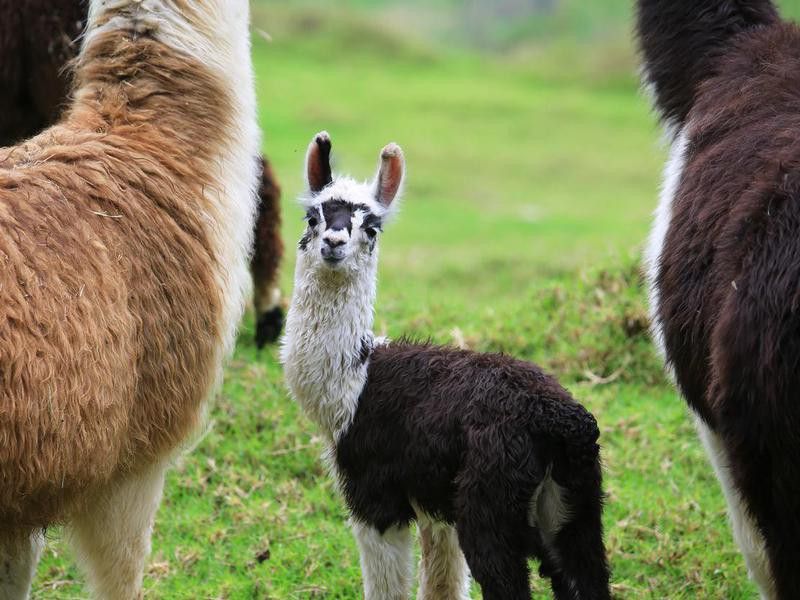 Alpaca baby with his mother