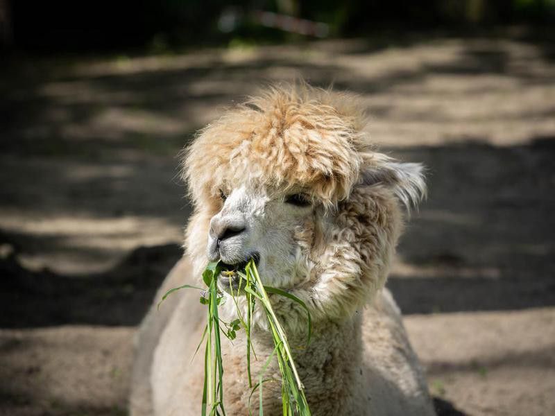 alpaca chewing grass
