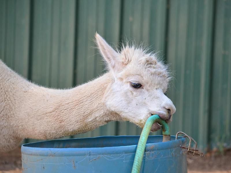 Alpaca with water hose
