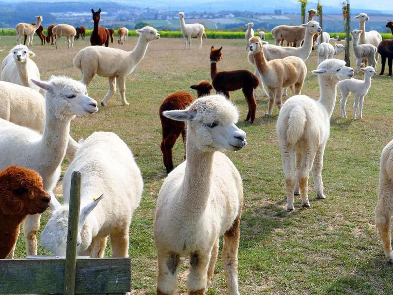 Alpacas in the pasture