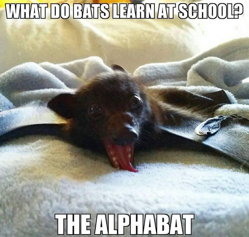 Alpha bat