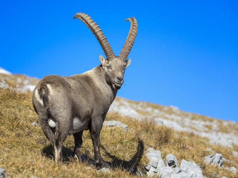 Alpine Ibex Mountain Goats have the superpower to climb walls