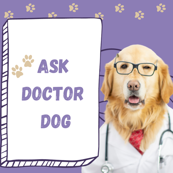 Have Questions About Dogs? Doctor Dog Has Answers